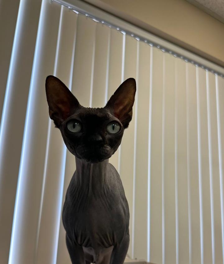 Portrait of Alexis